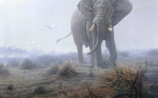 Обои туман, слон, птицы, трава