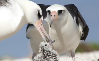 Картинка альбатросы, птицы, птенец, родители