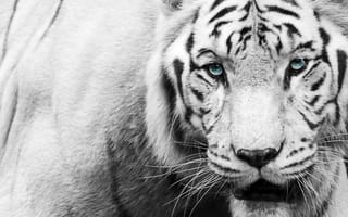 Картинка тигр, взгляд, чёрно-белое, морда