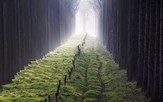 Картинка деревья, туман, забор