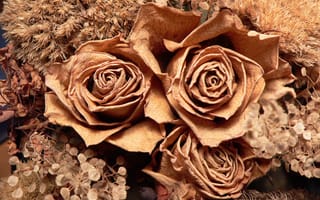 Картинка Розы, Roses, Herbarium, гербарий
