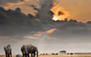 Обои поле, солнце, небо, стадо, Африка, слоны, облака, саванна
