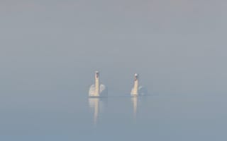 Картинка туман, озеро, лебеди