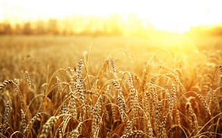 Обои макро, солнце, пшеница, поле