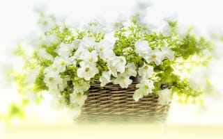 Картинка корзина, белые, петунья, цветы