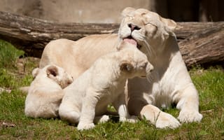 Обои белые львы, кошки, умывание, львёнок, семья, львица, язык, львята