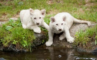 Картинка белые львы, трава, кошка, львёнок, водоём, львята, котята