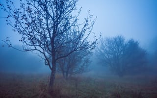 Картинка Туман, Ночь, Night, Fog, Autumn, Осень, Fall