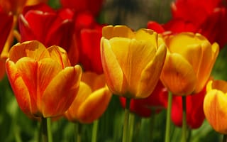 Картинка Весна, Тюльпаны, Spring, Tulips