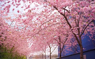 Обои Дерево, сакура, цветы, весна, розовые, цветение, ветки