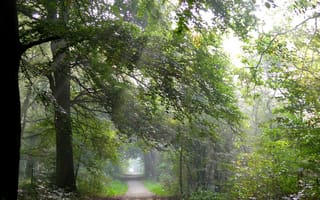 Картинка Октябрь, Trees, Утро, Autumn, Nature, Деревья, Дорожка, October