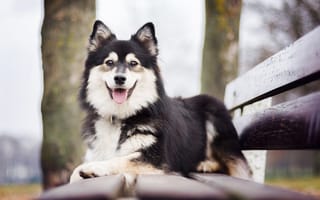 Картинка собака, скамейка, настроение, Финский лаппхунд