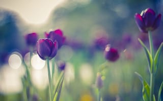 Картинка tulips, purple, bokeh, flowers, colors, summer, beautiful