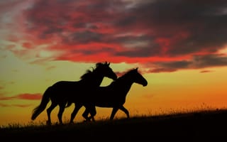 Картинка природа, кони, закат
