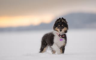 Картинка shetland sheepdog, шелти, снег, взгляд, мордочка