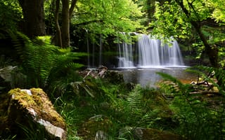 Картинка Brecon Beacons National Park, водопад, папоротник, Англия, England, лес