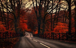 Картинка дорога, осень, лес, забор, деревья