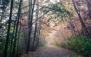 Картинка Дорога, Осень, Лес, Leaves, Road, Листва, Fall, Autumn