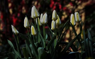 Картинка Весна, Spring, White tulips, Белые тюльпаны