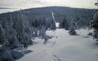 Картинка Зима, Снег, Snow, Winter, Frost, Мороз, Forest, Лес