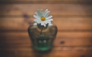 Картинка ваза, цветок, ромашка