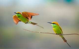 Картинка birds, wildlife, couple, bee-eater