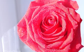 Картинка цветок, алая, вода, роза, лепестки, капли