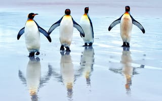 Картинка Королевские пингвины, море, пляж