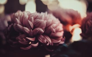 Картинка лепестки, размытость, бутон, хризантемы, нежно