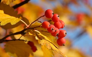 Картинка листья, ягоды, еда, смородина