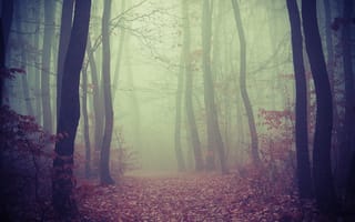 Обои лес, туман, деревья, дорога, листва