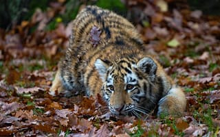 Картинка осень, тигр, листья, тигрёнок