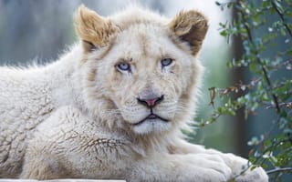 Картинка львёнок, голубые глаза, белый лев, кошка, морда, ©Tambako The Jaguar