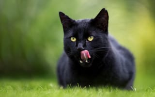 Картинка кот, язык, боке, кошка, чёрная кошка