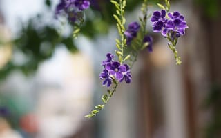 Картинка Дуранта, ветки, цветы, фиолетовые, лепестки, размытость, макро