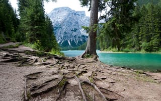 Картинка озеро, корни, лес, горы, деревья, Италия