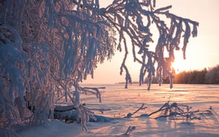 Картинка иней, снег, деревья, зима, солнце