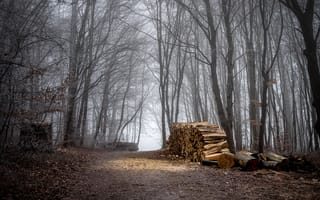 Картинка Осень, Лес, Forest, Fall, Autumn, Дрова, Тропа, Path