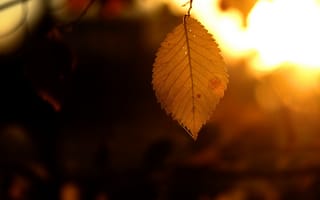 Картинка осень, природа, лист
