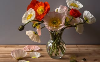 Картинка Маки, Ваза, Poppies, Лепестки, Vase