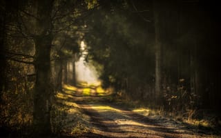 Обои дорога, лес, природа