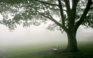 Обои туман, дерево, скамья, утро
