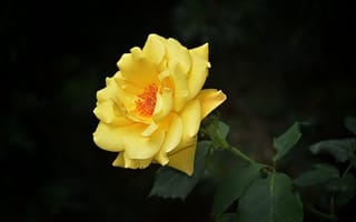 Картинка Макро, Боке, Yellow rose, Bokeh, Жёлтая роза, Macro