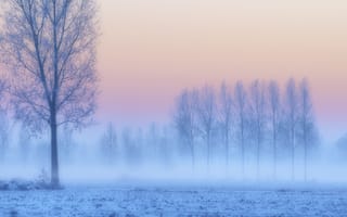 Картинка снег, розовый, Зима, деревья, сумерки, поле, туман, дымка, сиреневый, закат, иней, голубой