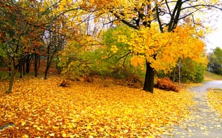 Картинка Осень, Польша, Autumn, Colors, Fall, Варшава, Листва, Дорожка