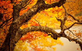 Картинка дерево, ветки, ствол, листья, осень, желтые