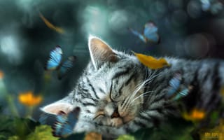 Картинка листья, by Mr-Ripley, ретушь, спит, бабочки, котенок