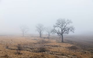 Обои поле, туман, деревья
