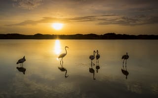 Обои закат, фламинго, птицы, озеро