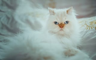 Картинка кошка, пушистая, Гималайская кошка, портрет, голубые глаза, белая, взгляд